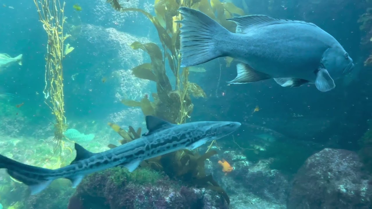 Birch Aquarium at Scripps, San Diego California