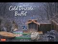 Icy Drizzle at the Tall Feeder 🌧️ Who Braves the Climb Today? | April 2, 2026 LIVE