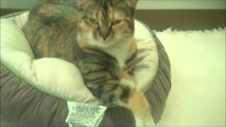 Hyacinth - 4-year-old Torbie Cat