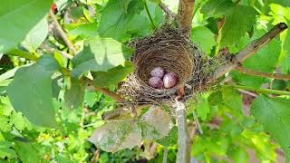 Red vented bulbul bird made nest in parijat night jasmineflower plant