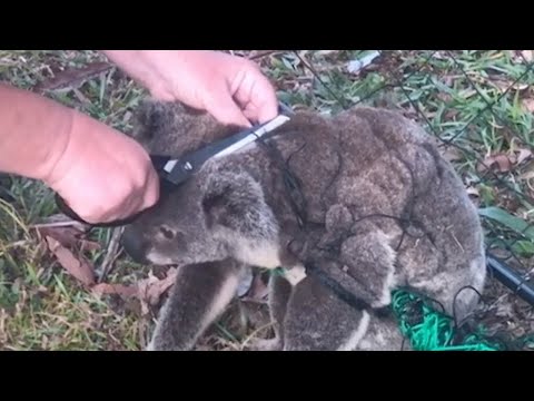 Video: I koala attaccano gli umani?
