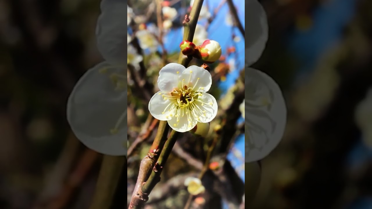 Japanese Plum Blossoms (ume)