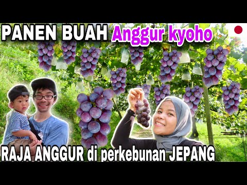 Video: Apa Yang Spesial Dari Anggur Prem Jepang?