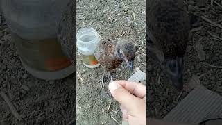 Румынские фазанята едят кузнечиков.