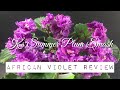 K's Summer Plum Smash - African Violet Review