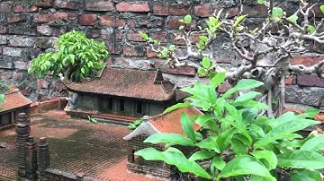 tc cây  đa bến nuoc  sân đinh