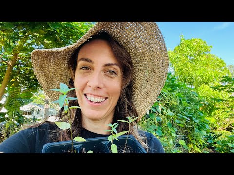 Video: När ska man plantera frön av mjölkgräs?