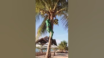 Jamaica COCONUT 🌴 AWESOME CLIMBER