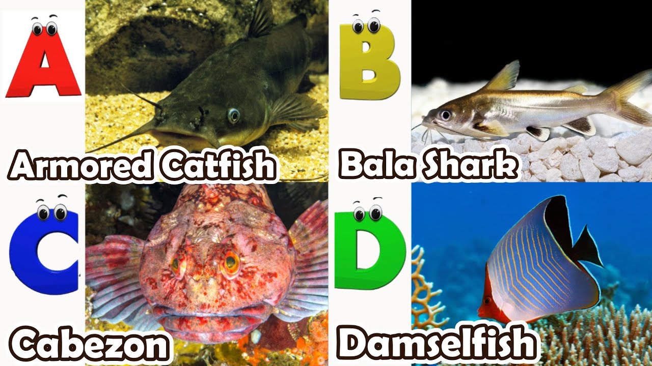 ABC phonics animals | ABC Sea Animals song | English and Animals for ...