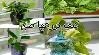 طرق جديدة لزراعة_ نبتة البوتس / قلب عبد الوهاب