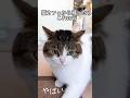 猫カフェ延長2回はダメだろっ😾💢🦑　#ねこ動画 #猫のいる暮らし #ねこ部 #猫好きさんと繋がりたい #munchkin #ねこ #cat #shorts