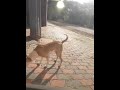 morning routine with dogs partc1 #explorepage #dogs
