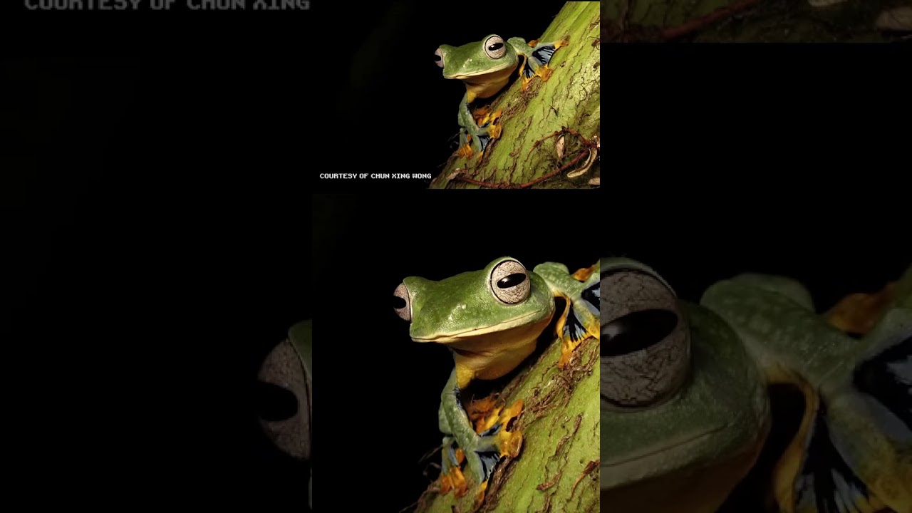 These Frogs Can Fly?! 