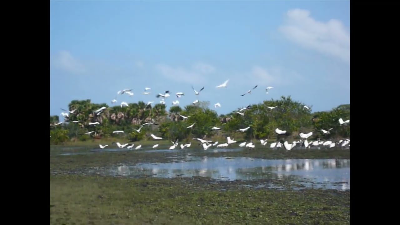 La mejor voz en miskitu