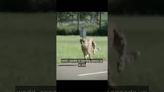 Cheetah fact with great movie