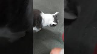 Mr Whiskers locked himself inside over lunch break