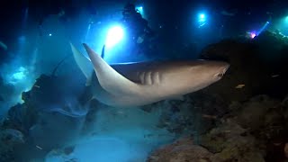 Ночное погружение. Кругом акулы и скаты. Night dive with sharks and stingrays.