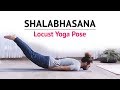 Shalabhasana  locust yoga pose  steps  benefits  yogic fitness