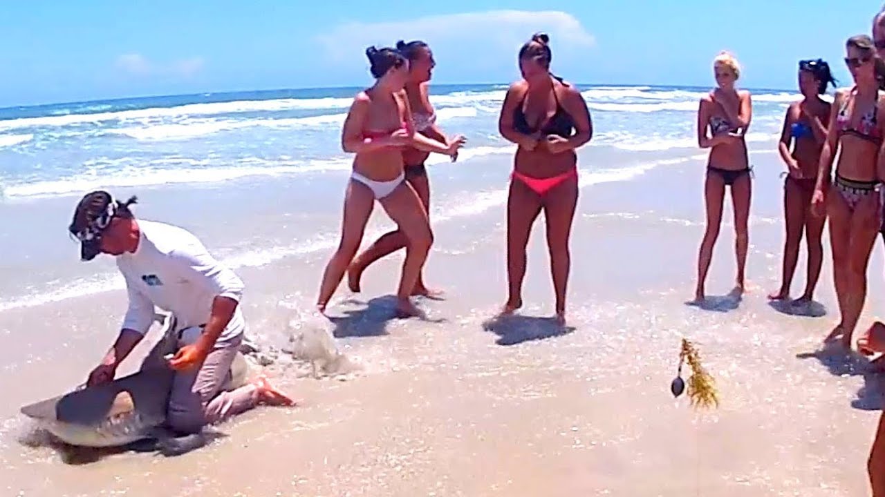 Nice Blacktip Shark Fishing Daytona Beach Florida S You You Premium