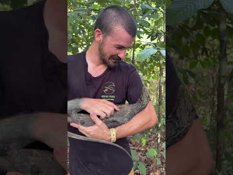Normal person vs. me #funny #humor #lizard