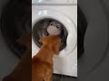 GUAU 😲 Ahora soy un niño grande 🐶 Videos de Perros Chistosos