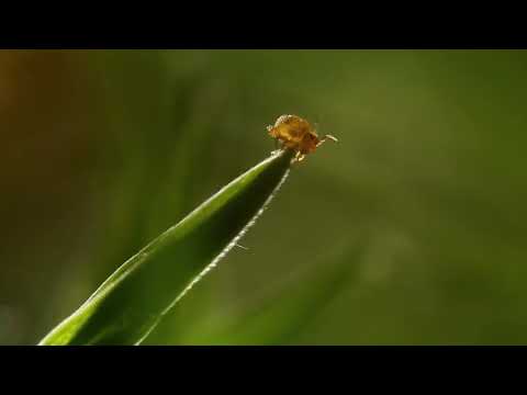 Springtails Teleporting