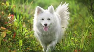 German Spitz | Facts, History & Characteristics