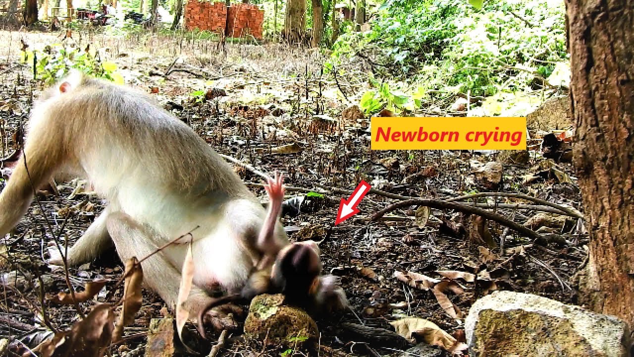 Million Sad !! Poor baby monkey Newborn Just born crying when mom leave her baby