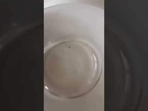 Как в домашних условиях проверить Эфирные масла?!