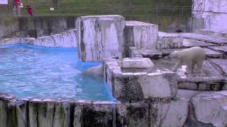ララに向かってダイブ!~Polar Bear cub jumps in toward the mother