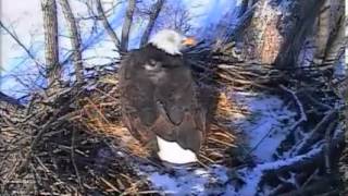 Decorah Eagles,Might be sensitive to some viewers,Dad standing on rabbit on N1,2\/21\/14