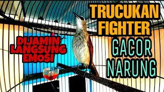 Pancingan Trucukan Fighter Gacor Narung Dijamin Pasti Langsung Respon Emosi Panas Ngamuk Trucukmu