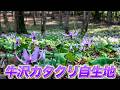 「牛沢カタクリ自生地」埼玉県入間市牛沢町（2026年3月28日）