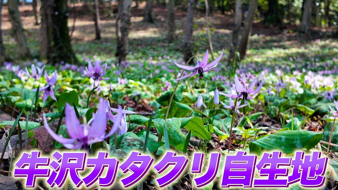 「牛沢カタクリ自生地」埼玉県入間市牛沢町（2026年3月28日）