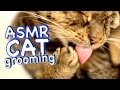 Asmr cat  grooming 34