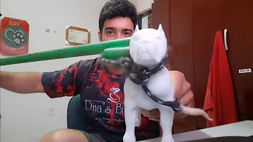 Como colocar um cambão?