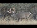 Episode 32 - Oregon Mule Deer Scouting