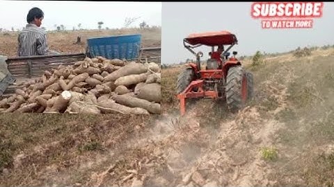 How to Grow Cassava to Fast Harvesting and Most Yield - Easy and Effective - Agriculture Technology