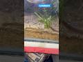 Whats the name of this fish ?😟| cleaning our planted aquarium setup🌱