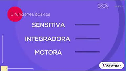 ¿Cuál es la función del sistema nervioso sensitivo?