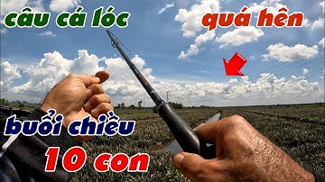 Câu Lure Cá Lóc ✅ Câu Cá Lóc Hên Buổi Chiều Cá Ăn Mạnh | Tâm Râu Vlog #384
