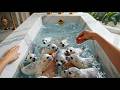 Magical Menagerie: Luxury Bathtub Reveals Cute Baby Animals 🛁 (AI ASMR)