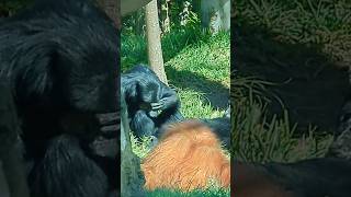 March, 2024 Siamang Eloise Taking Care Of Kids At The San Diego Zoo Daughter 5 Orangutan 2 Besties