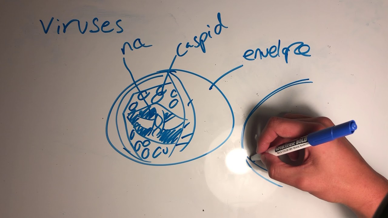  25 What is a Virus ? Quick Overview YouTube