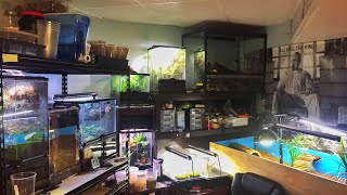 Reptile Room Tour july 2017!!