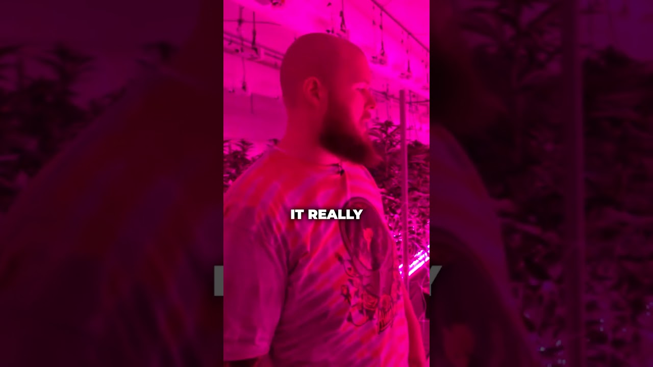 How I First Learned About Undercanopy Lighting