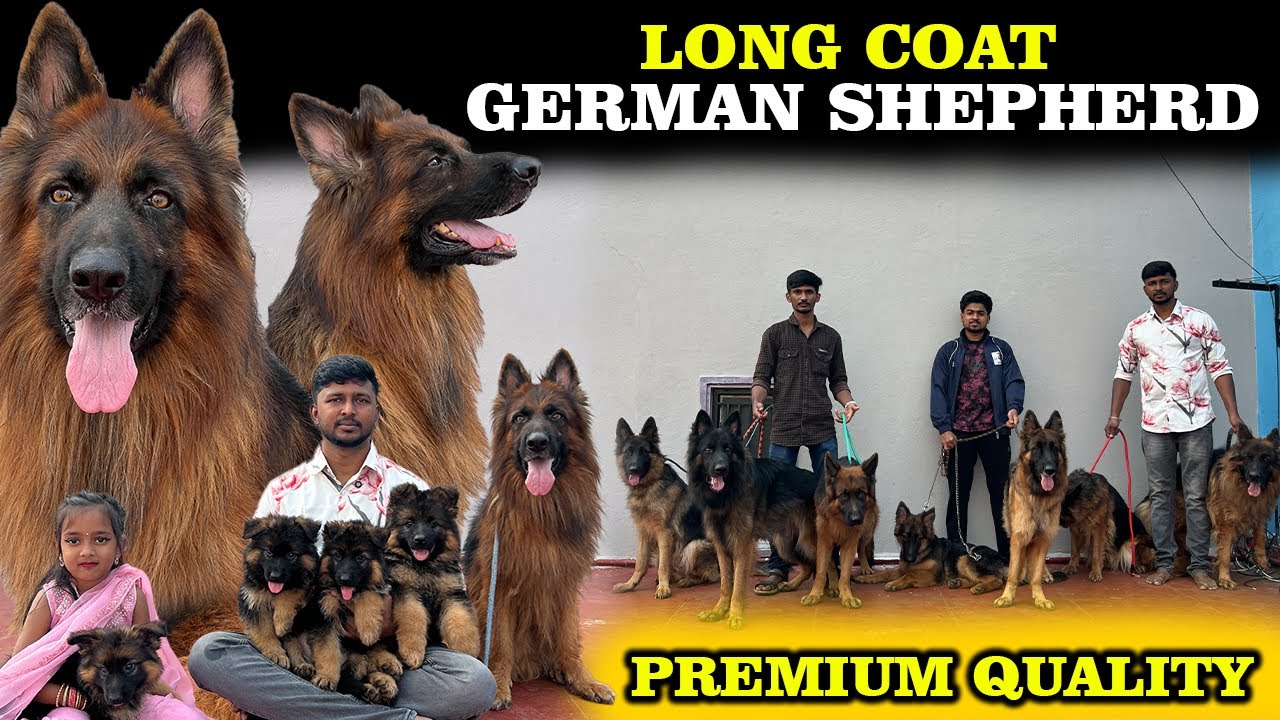 Long Coat ஜெர்மன் ஷெப்பர்ட் Premium Quality | Coimbatore GSD Kennel