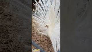 White Peacock With Open Feathers #shorts #shortsfeed #shortsvideo