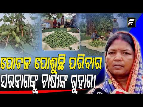 ମାଟିରୁ ସୁନା ଫଳାଉଛନ୍ତି ଚାଷୀ, ହେଲେ ପ୍ରୋତ୍ସାହନ କେଉଁଠି? | Farmers Seek Government Support ll FOCUS PLUS