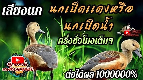 เสียงนกเป็ดน้ำ ต่อได้ผล ครึ่งชั่วโมงเต็ม หมานๆๆ